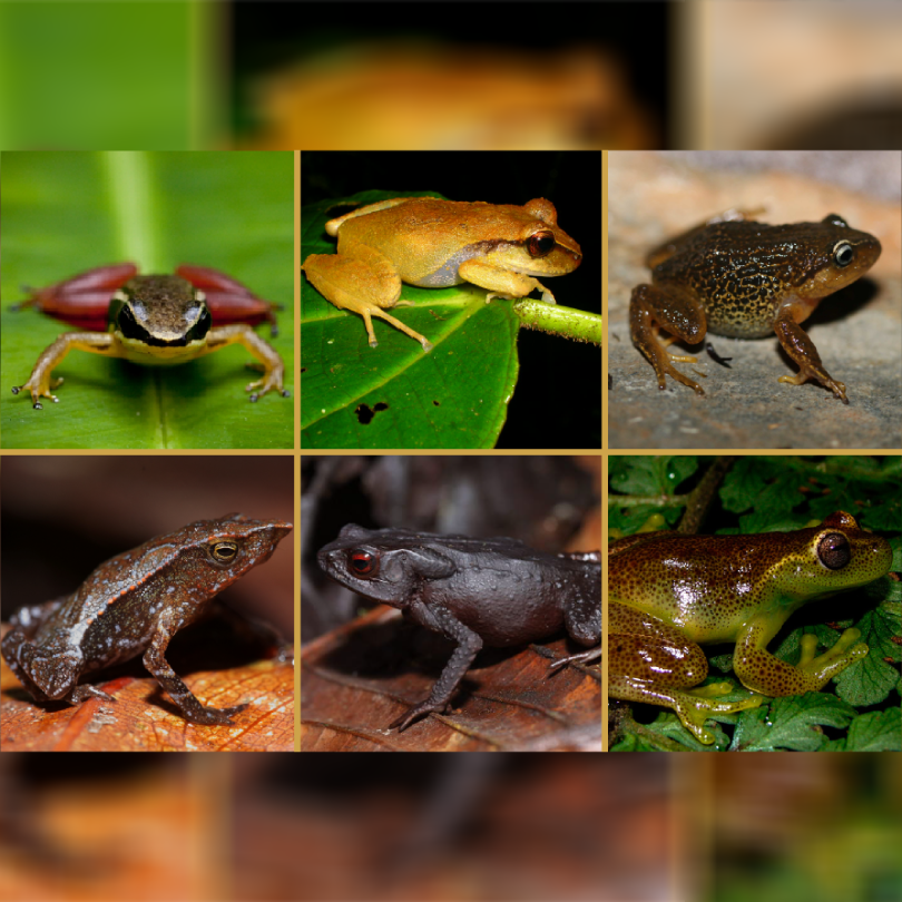 Hablemos de anfibios: los últimos descubrimientos de estas especies en Colombia